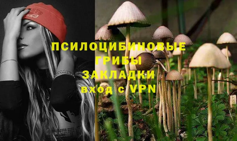 Псилоцибиновые грибы Psilocybine cubensis  Борзя 